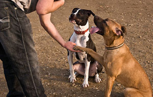 Dog Training Barnt Green Hereford and Worcester